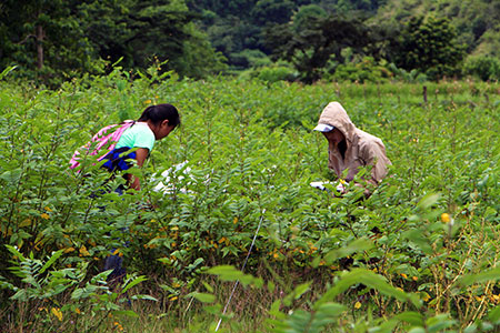 A candid photo of our researchers collecting plant samples furing field works