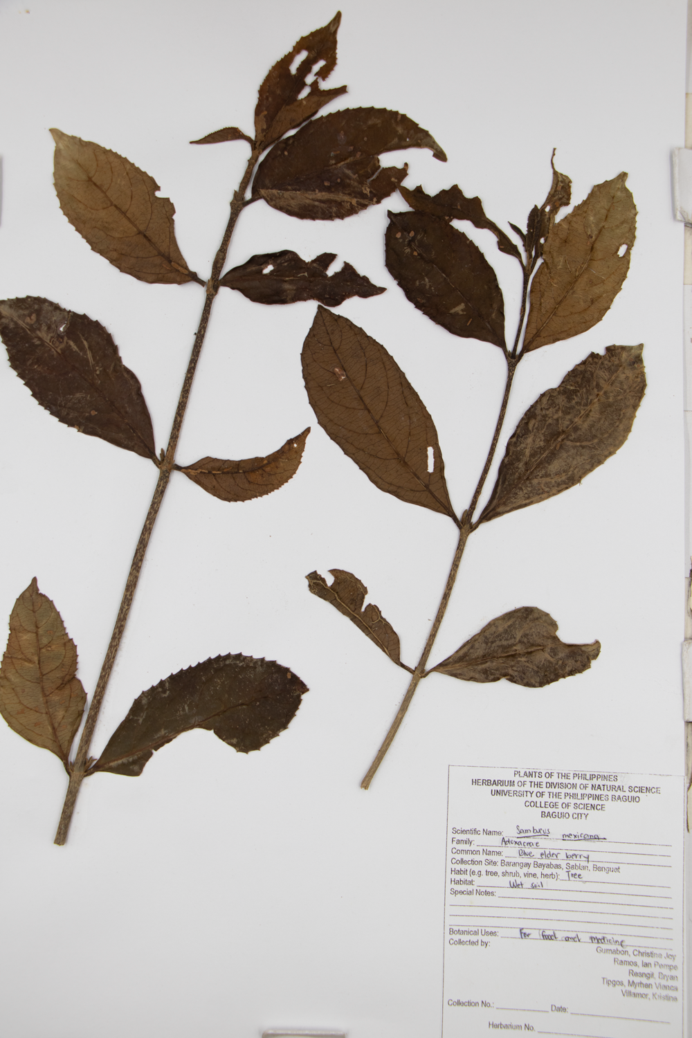 Image of Adoxaceae Sambucus canadensis