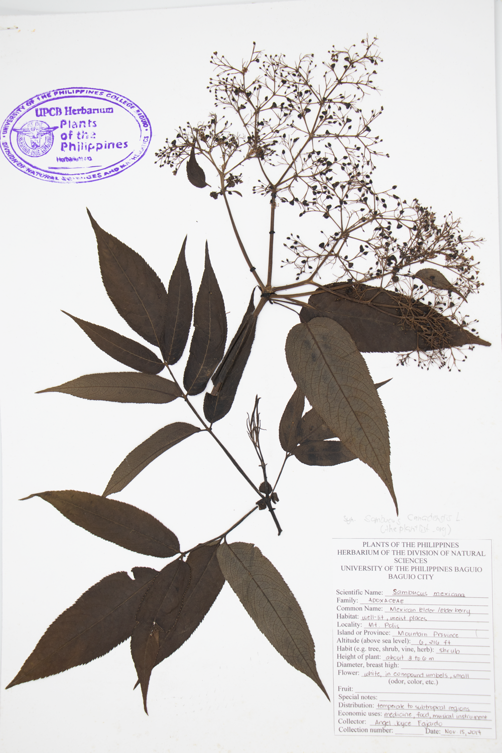 Image of Adoxaceae Sambucus canadensis