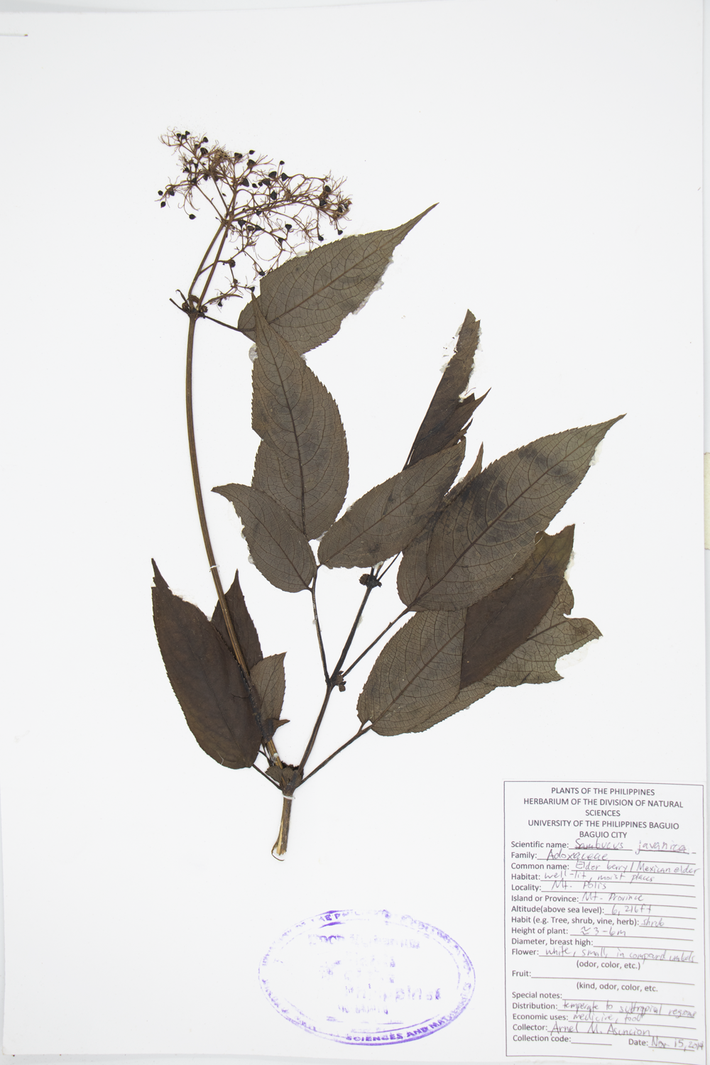 Image of Adoxaceae Sambucus javanica