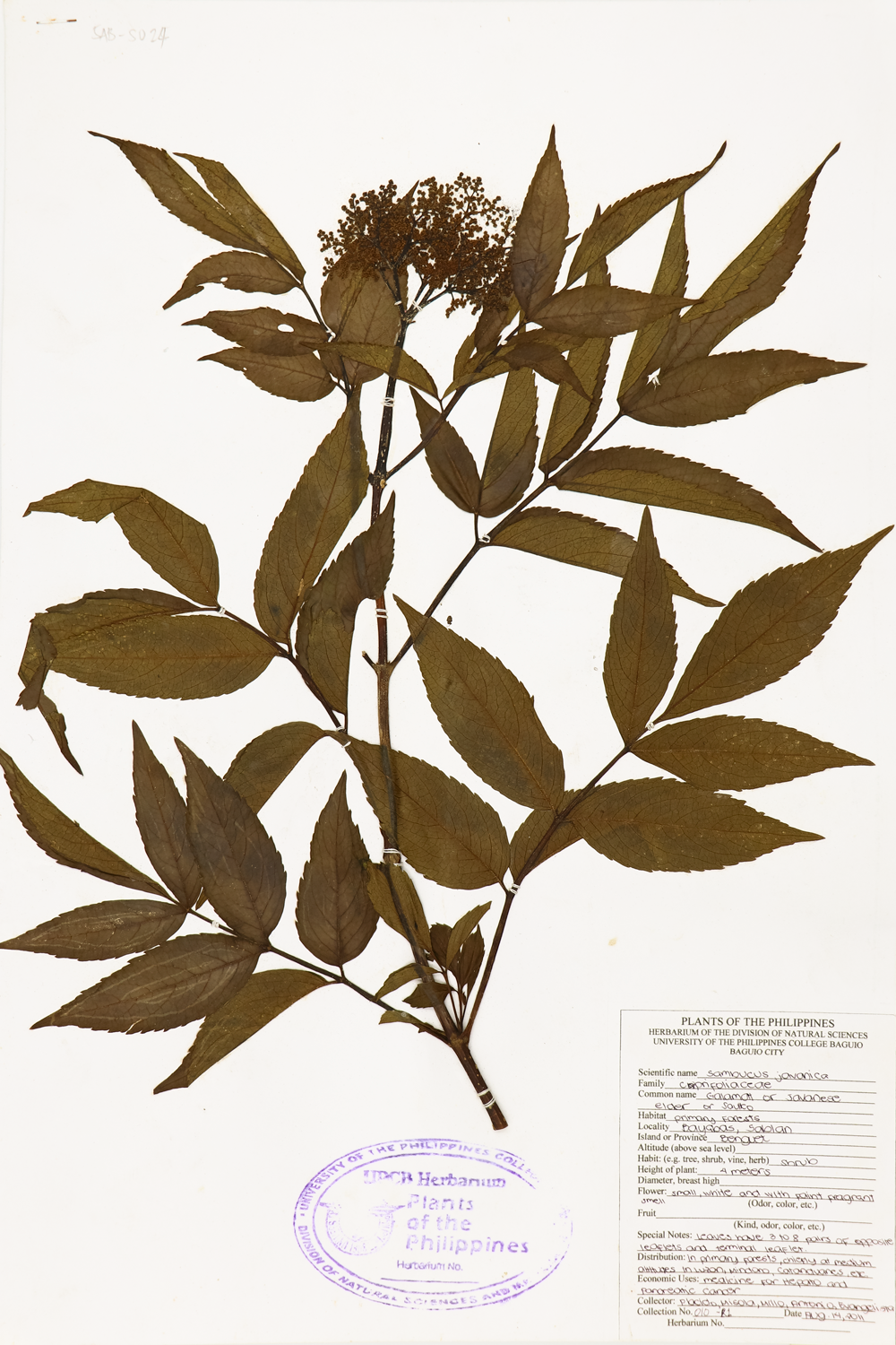 Image of Adoxaceae Sambucus javanica