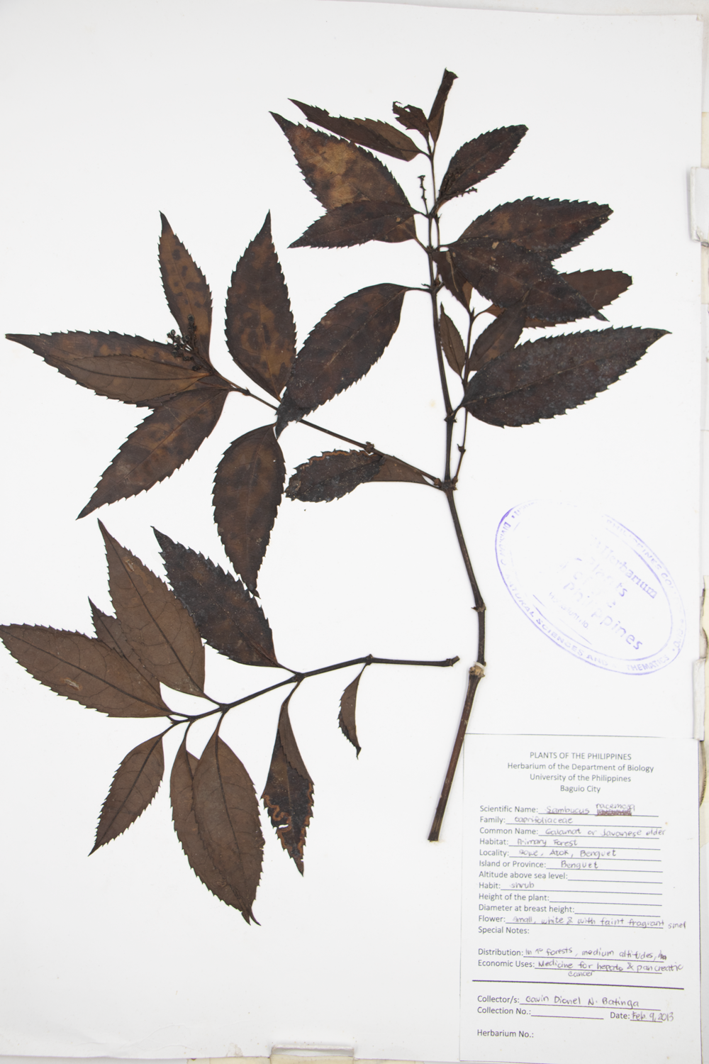 Image of Adoxaceae Sambucus racemosa