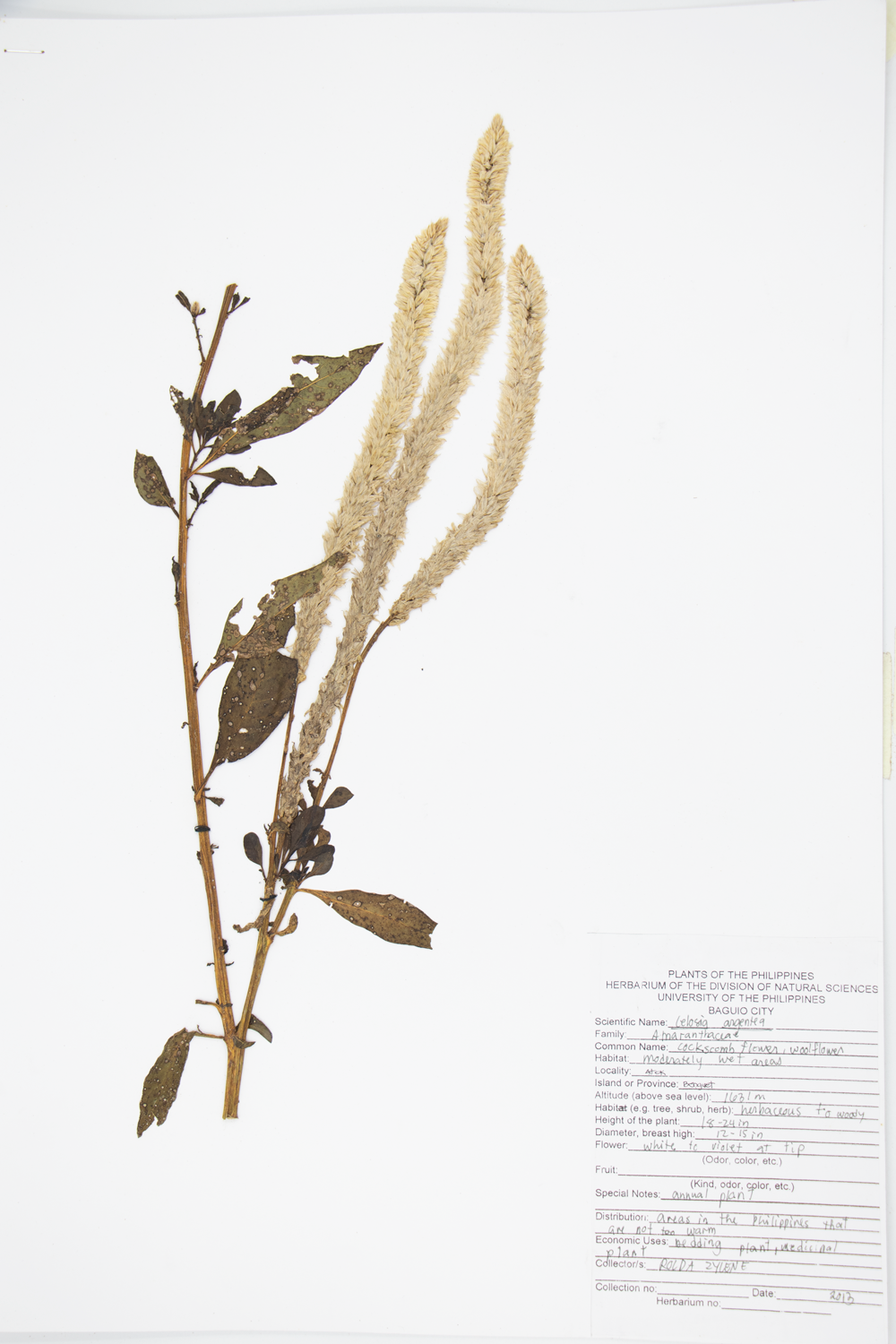 Image of Amaranthaceae Celosia argentea