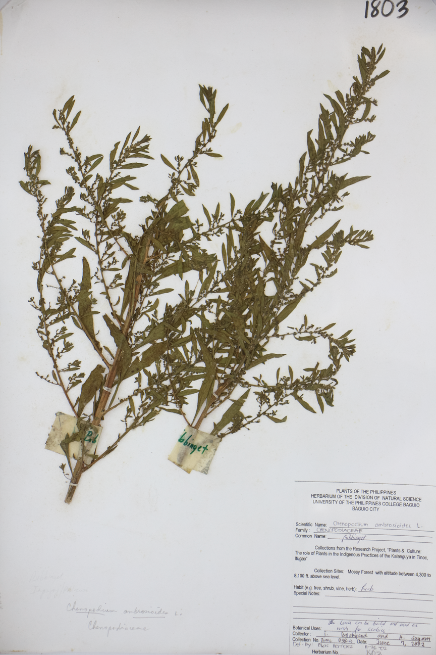 Image of Amaranthaceae Chenopodium acuminatum