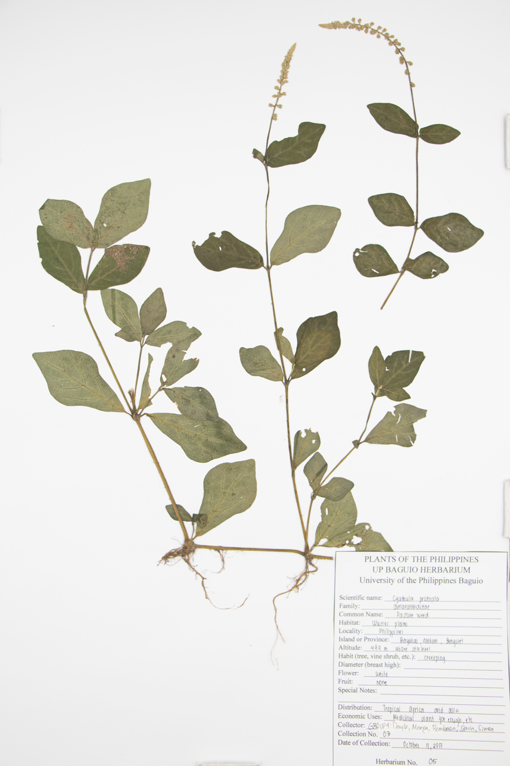 Image of Amaranthaceae Cyathula prostrata