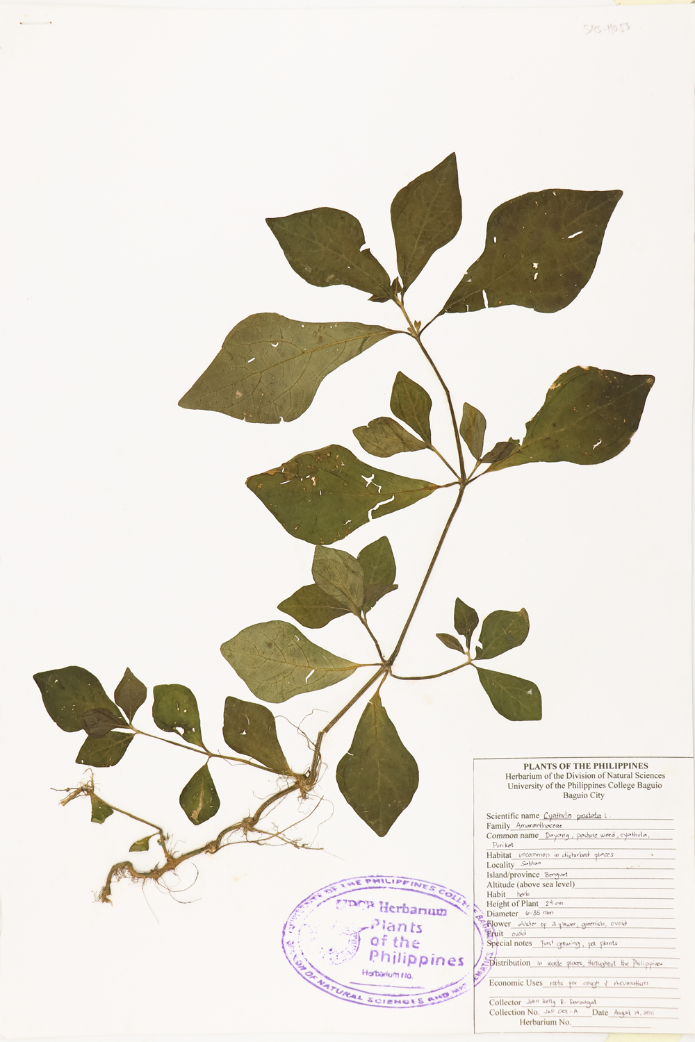 Image of Amaranthaceae Cyathula prostrata