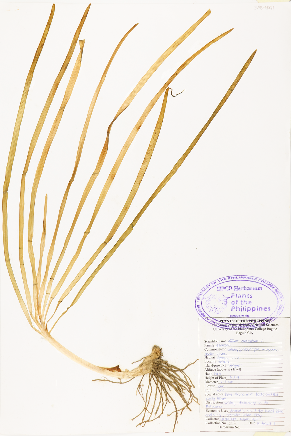 Image of Amaryllidaceae Allium ramosum