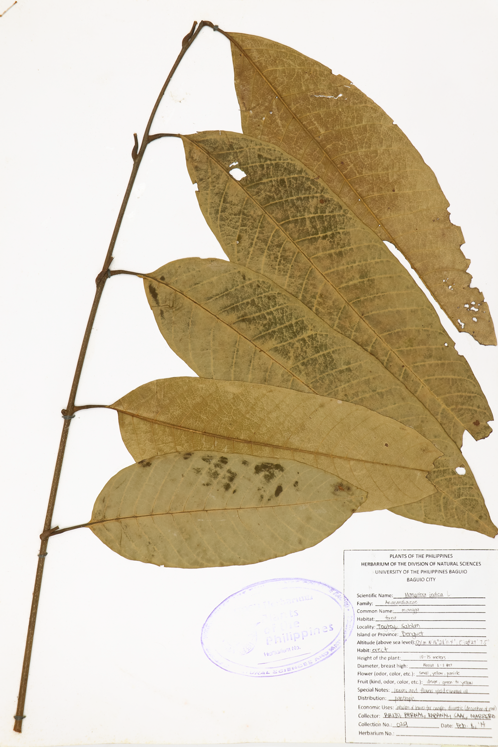 Image of Anacardiaceae Mangifera indica