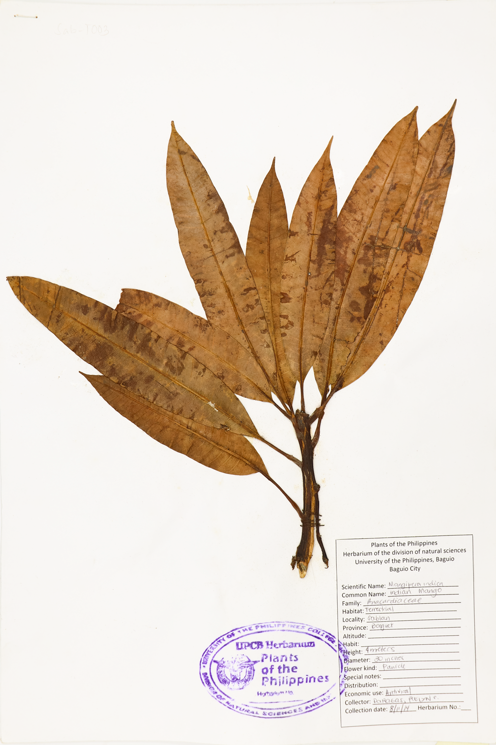 Image of Anacardiaceae Mangifera indica