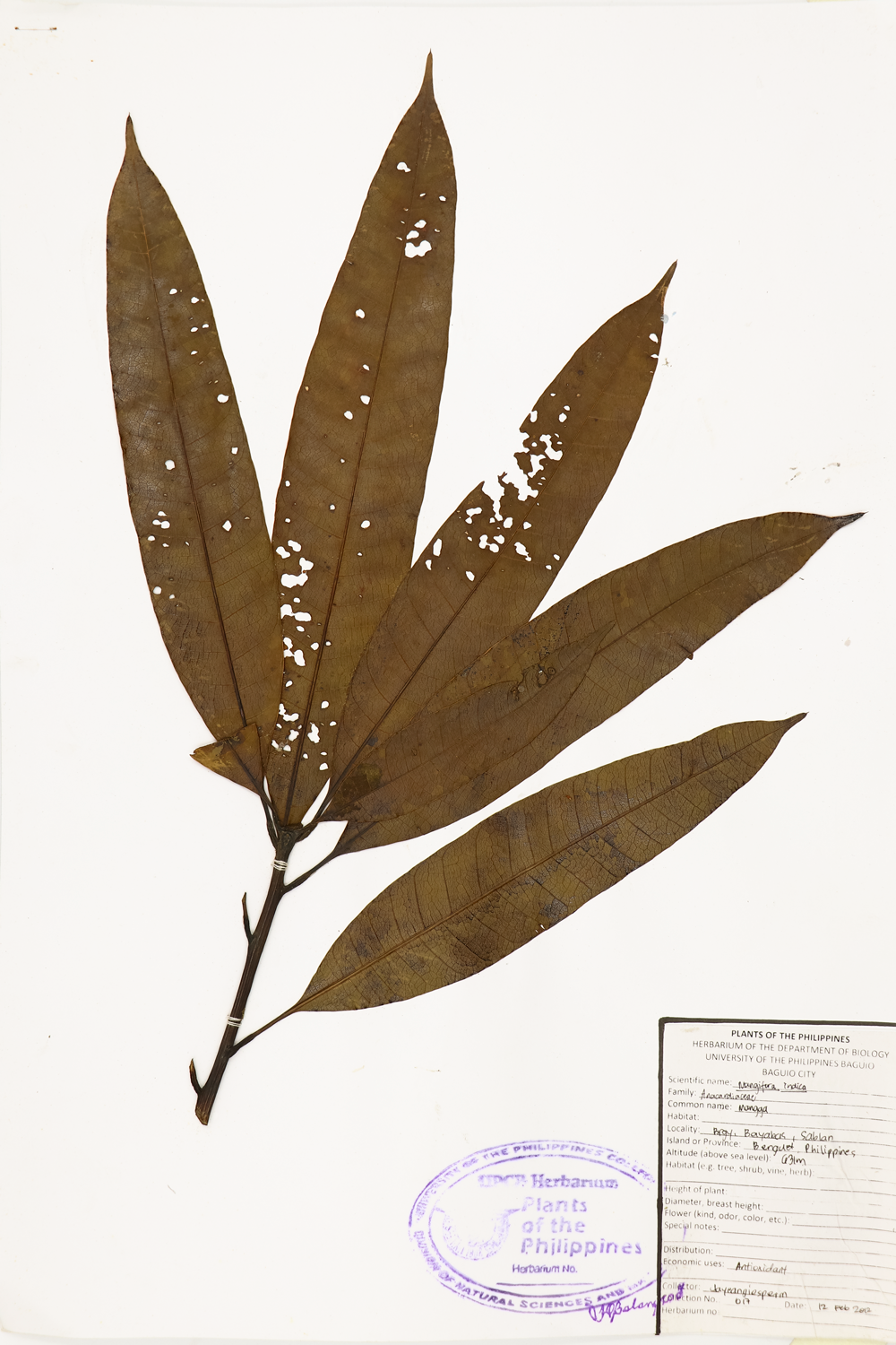 Image of Anacardiaceae Mangifera indica