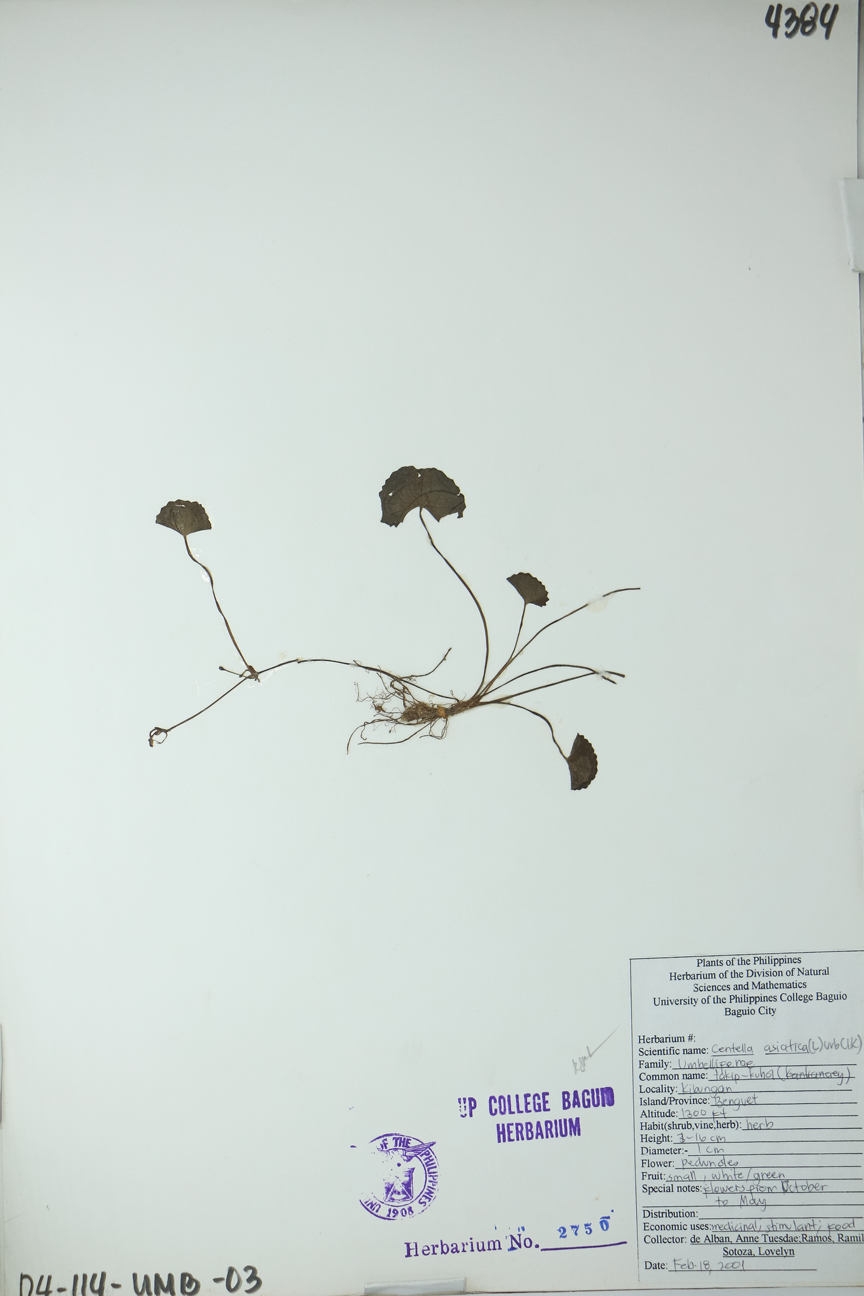 Image of Apiaceae Centella asiatica