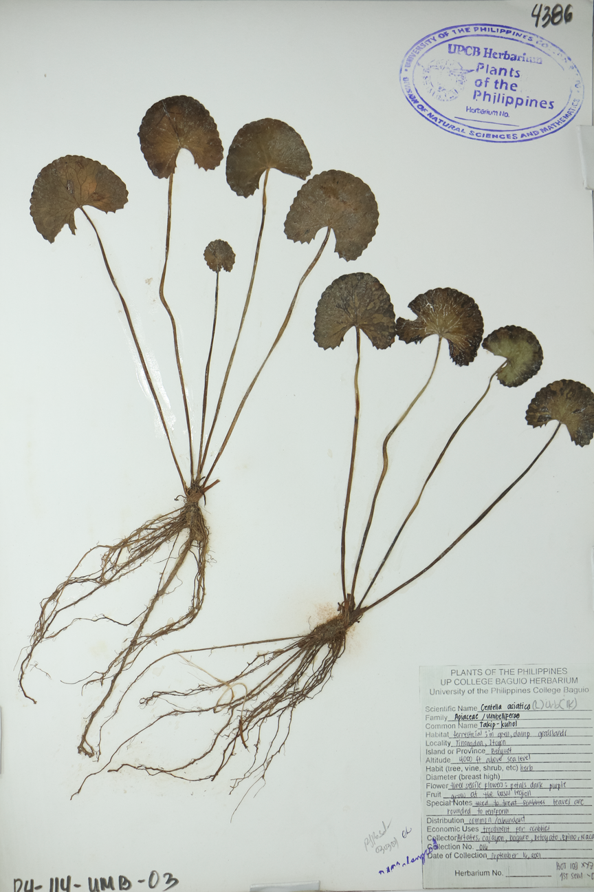 Image of Apiaceae Centella asiatica