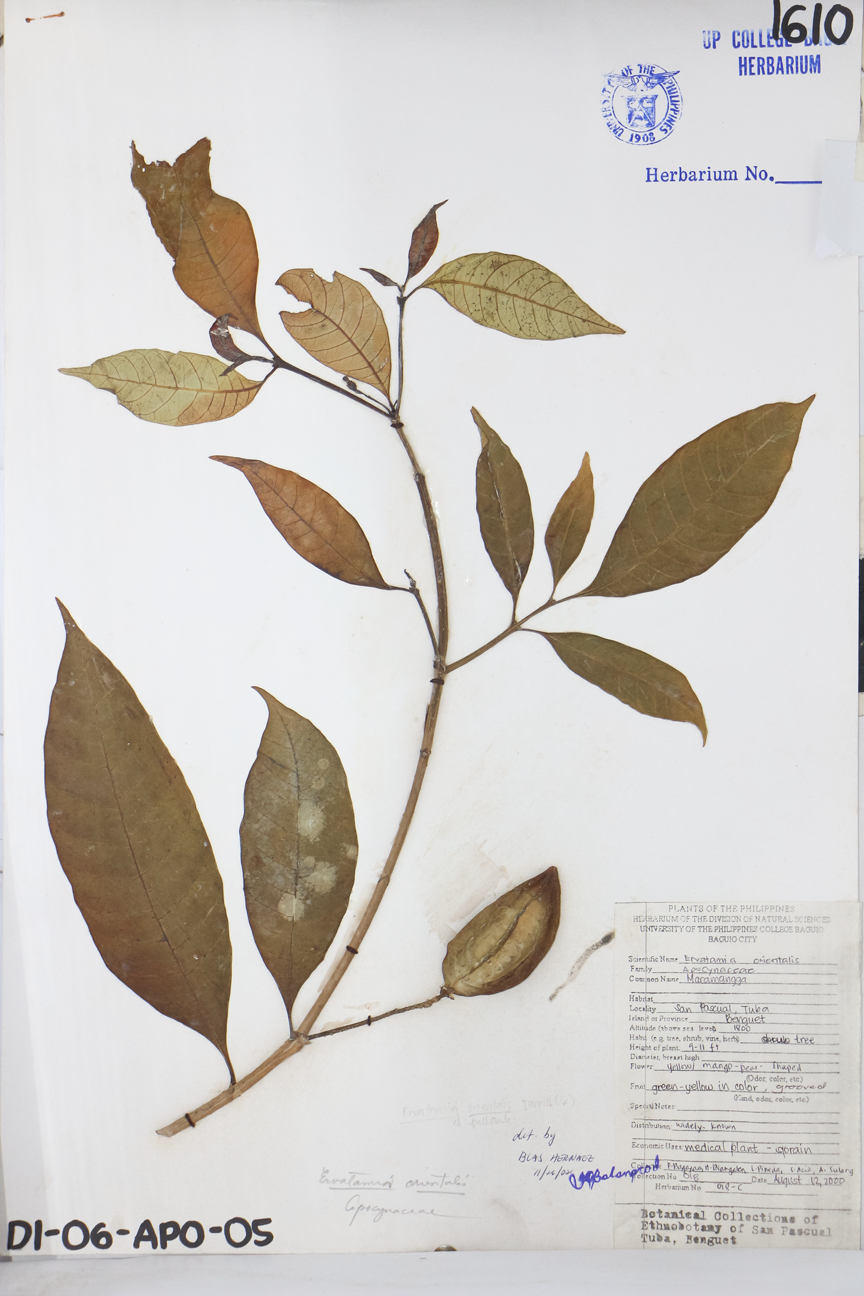 Image of Apocynaceae Tabernaemontana pandacaqui