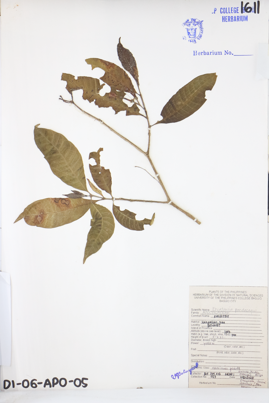 Image of Apocynaceae Tabernaemontana pandacaqui