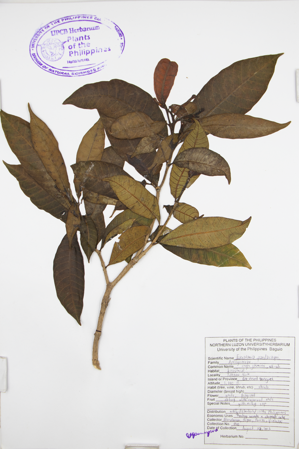 Image of Apocynaceae Tabernaemontana pandacaqui