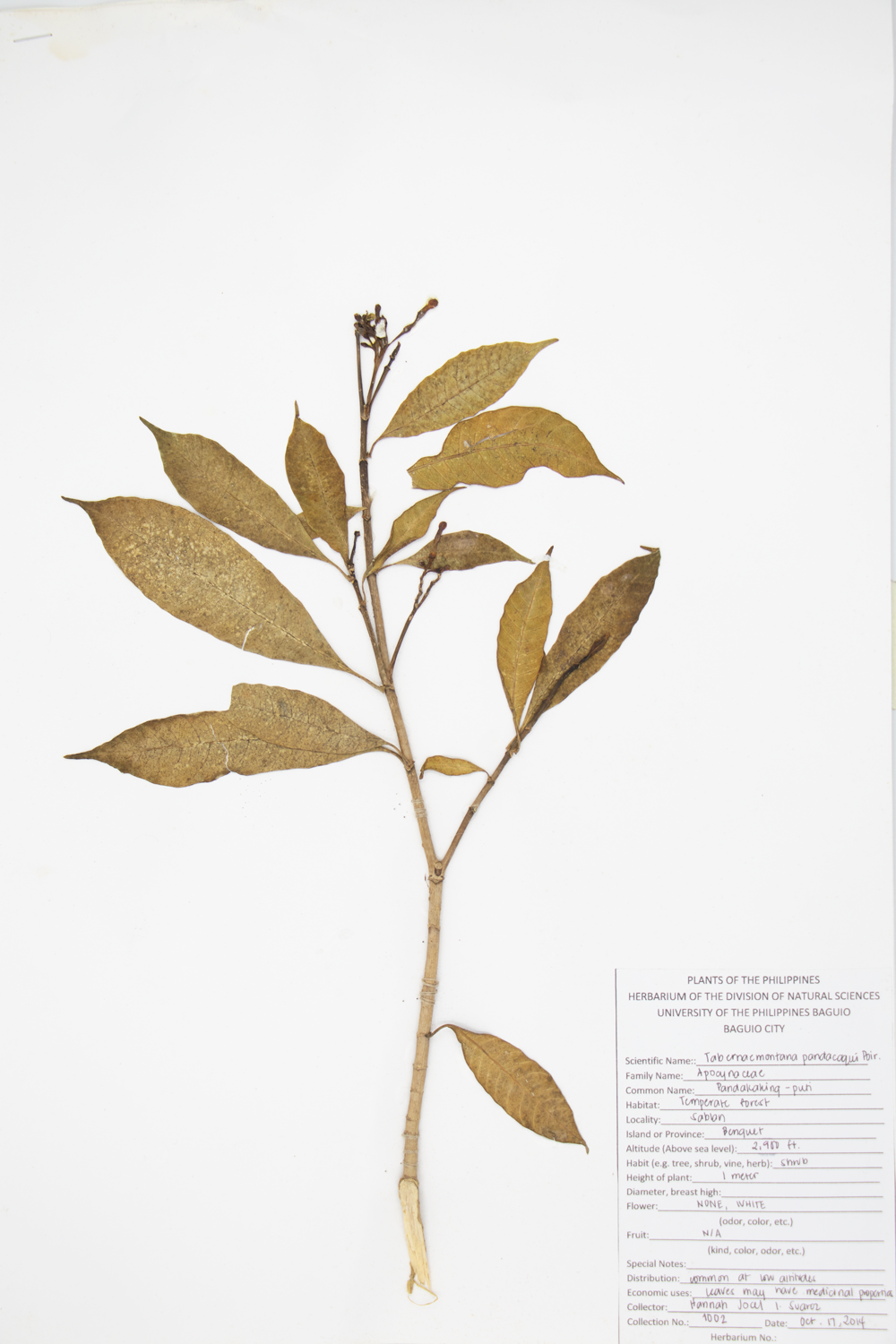 Image of Apocynaceae Tabernaemontana pandacaqui