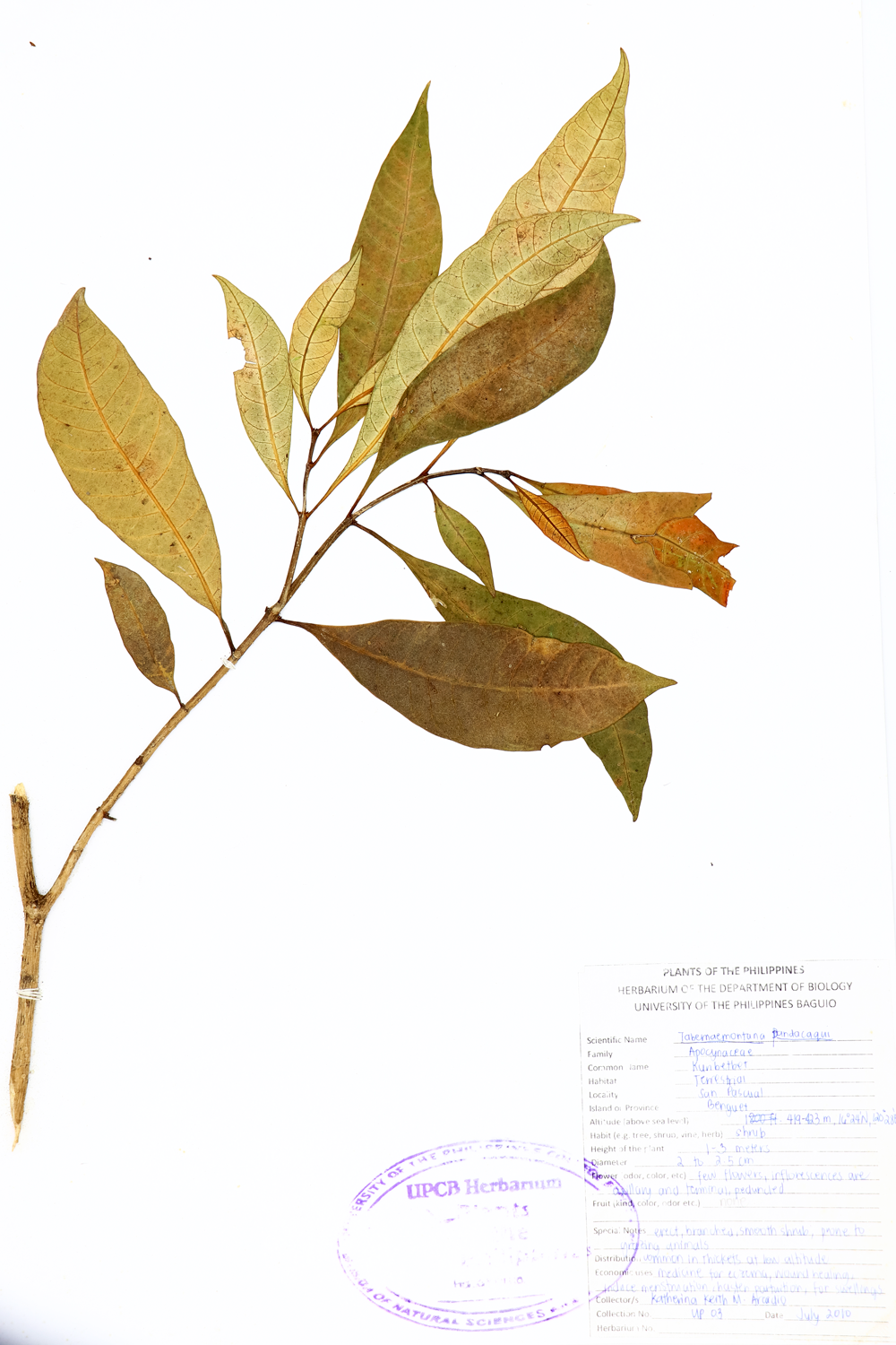 Image of Apocynaceae Tabernaemontana pandacaqui