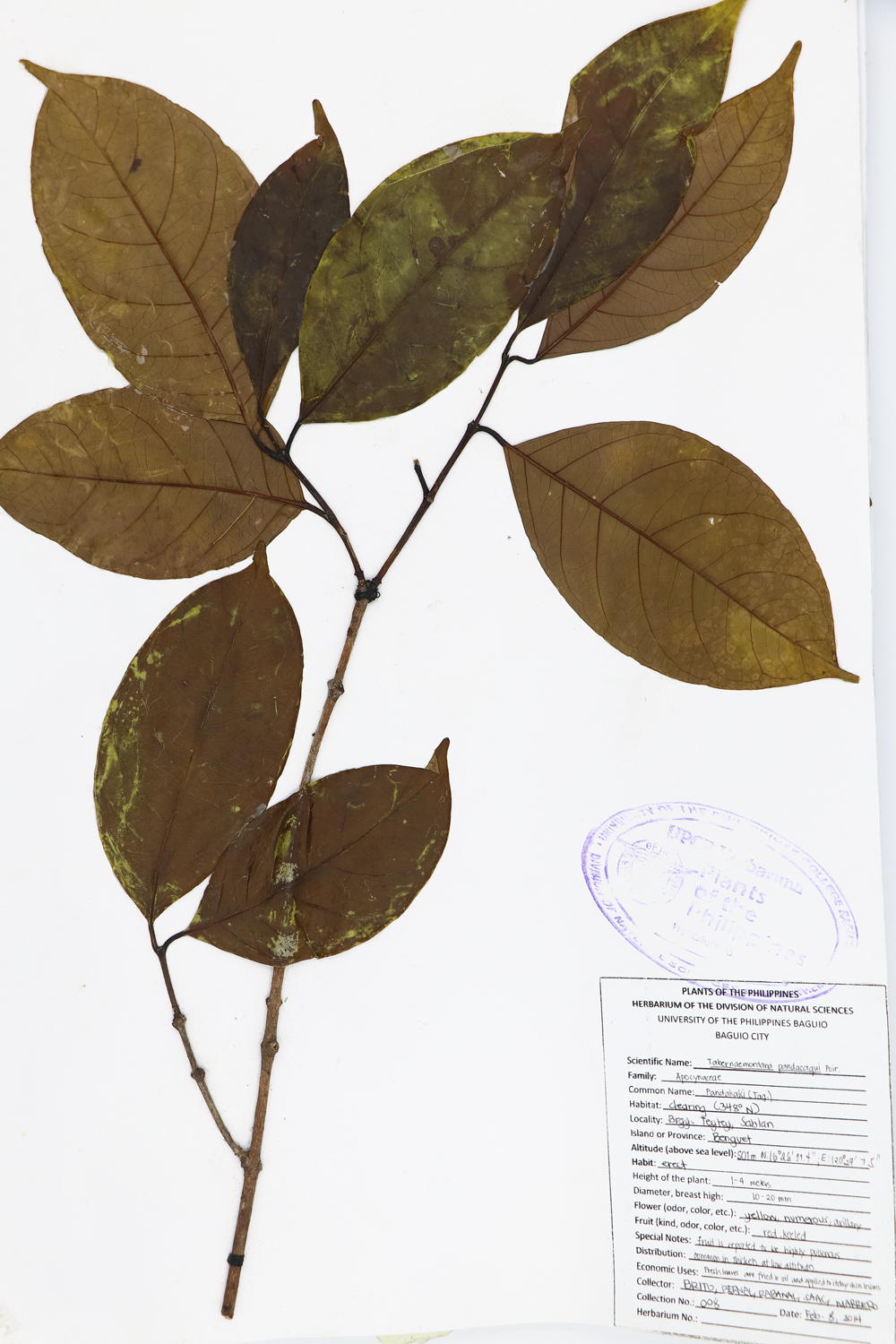 Image of Apocynaceae Tabernaemontana pandacaqui