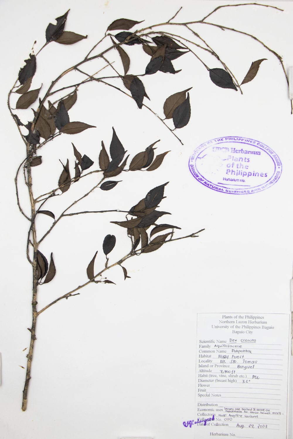 Image of Aquifoliaceae Ilex crenata