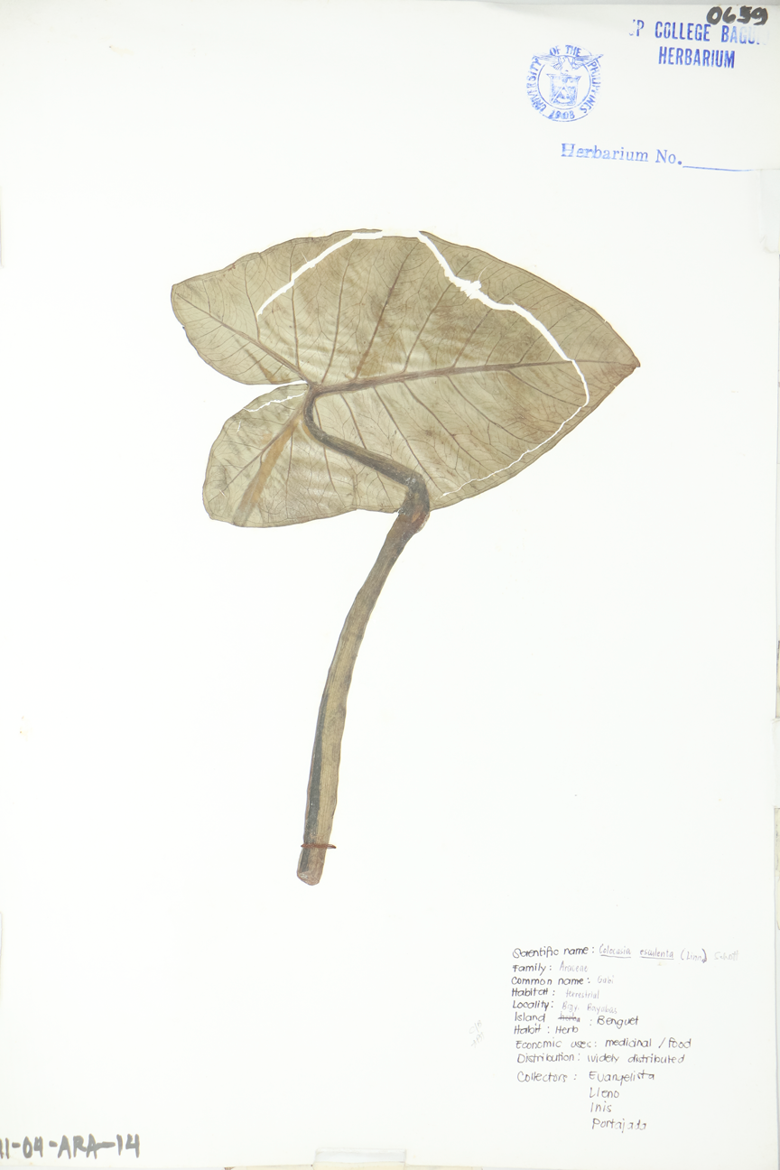 Image of Araceae Colocasia esculenta