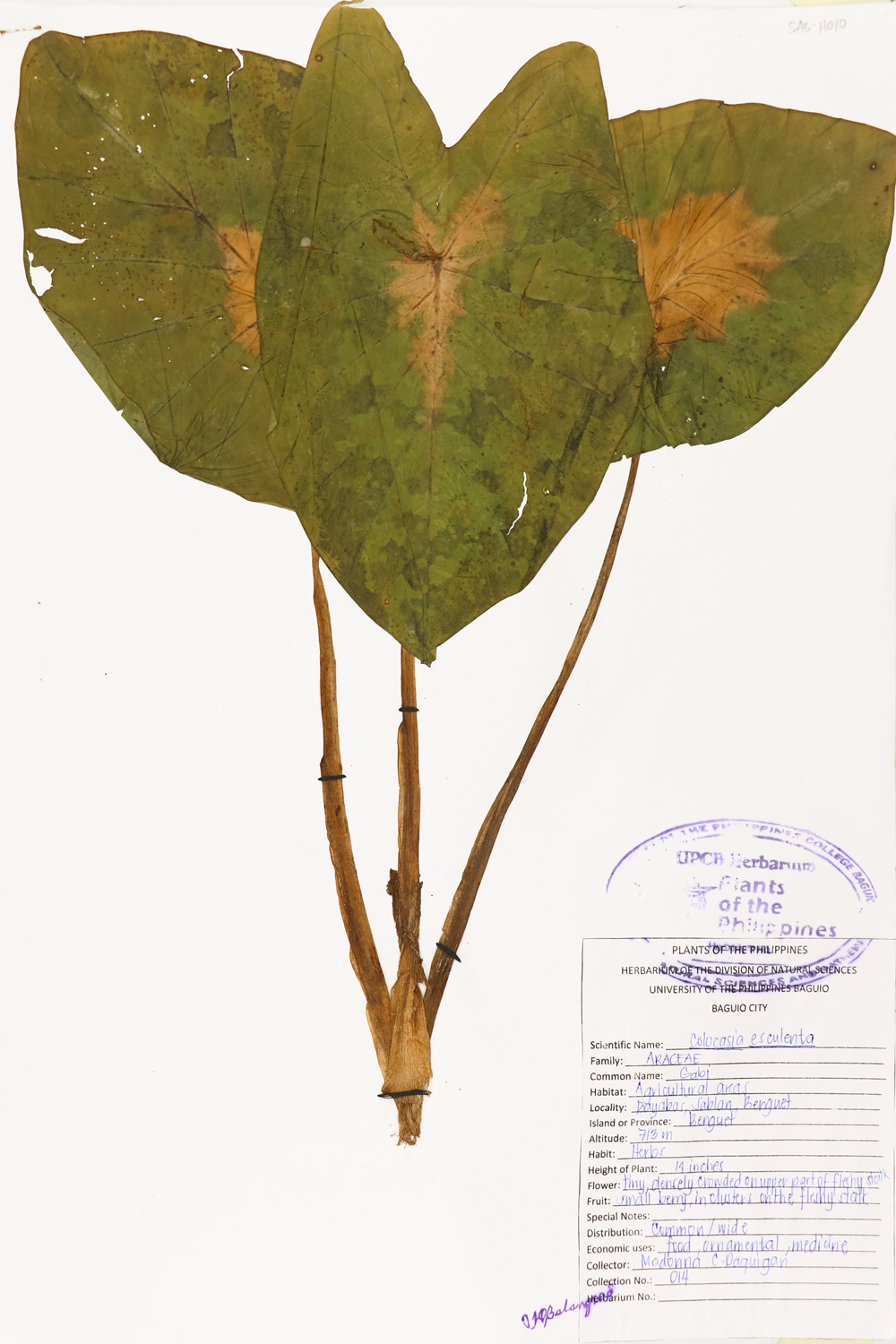 Image of Araceae Colocasia esculenta