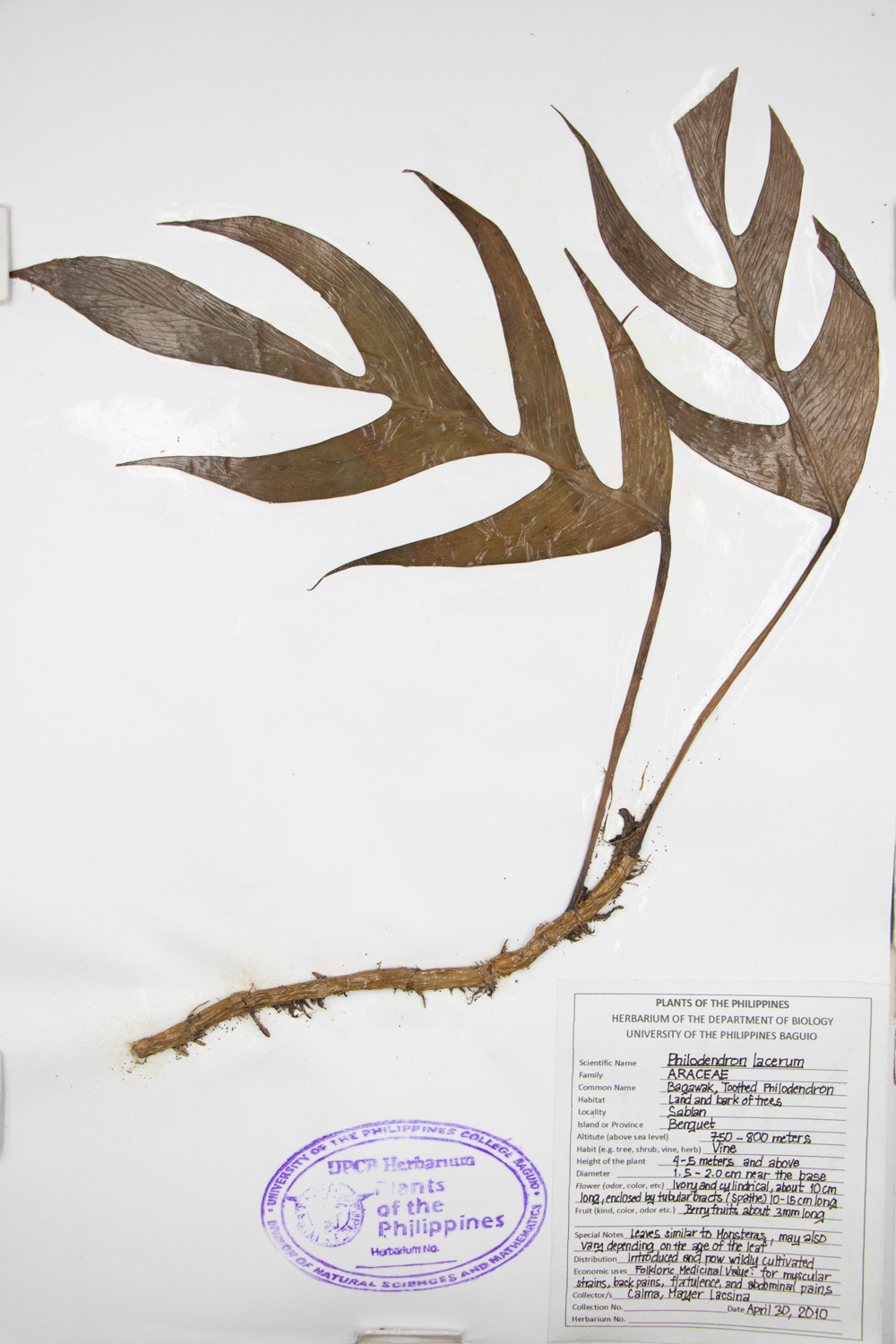 Image of Araceae Philodendron lacerum