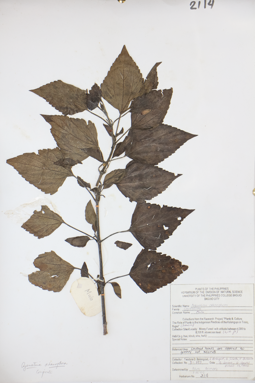 Image of Asteraceae Ageratina adenophora