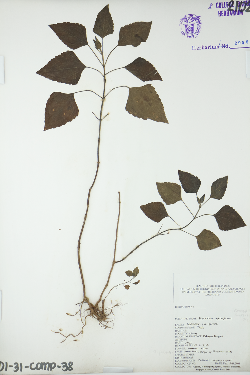 Image of Asteraceae Ageratina adenophora