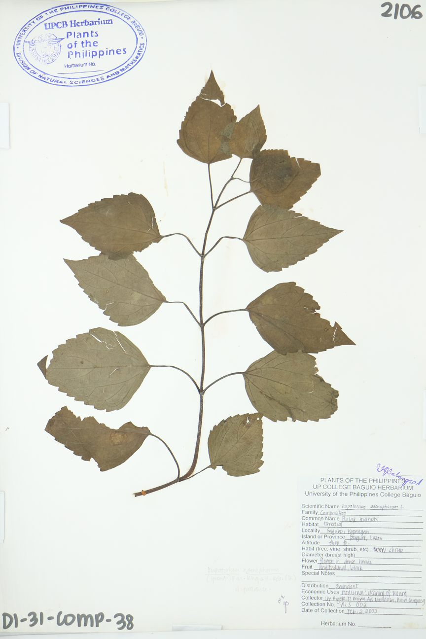 Image of Asteraceae Ageratina adenophora