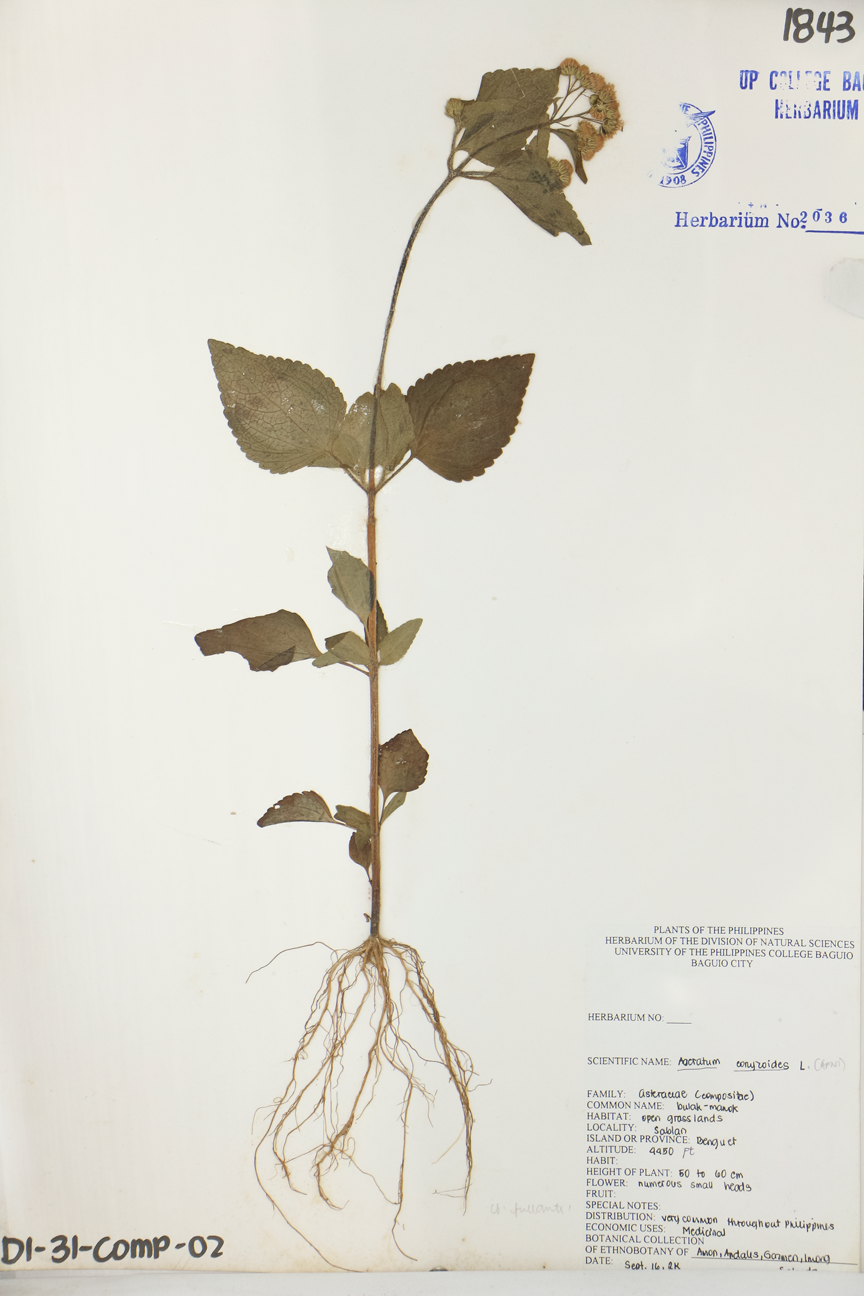 Image of Asteraceae Ageratum conyzoides