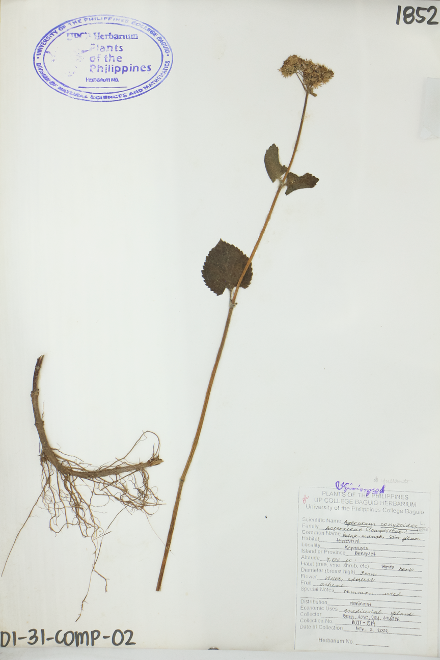 Image of Asteraceae Ageratum conyzoides