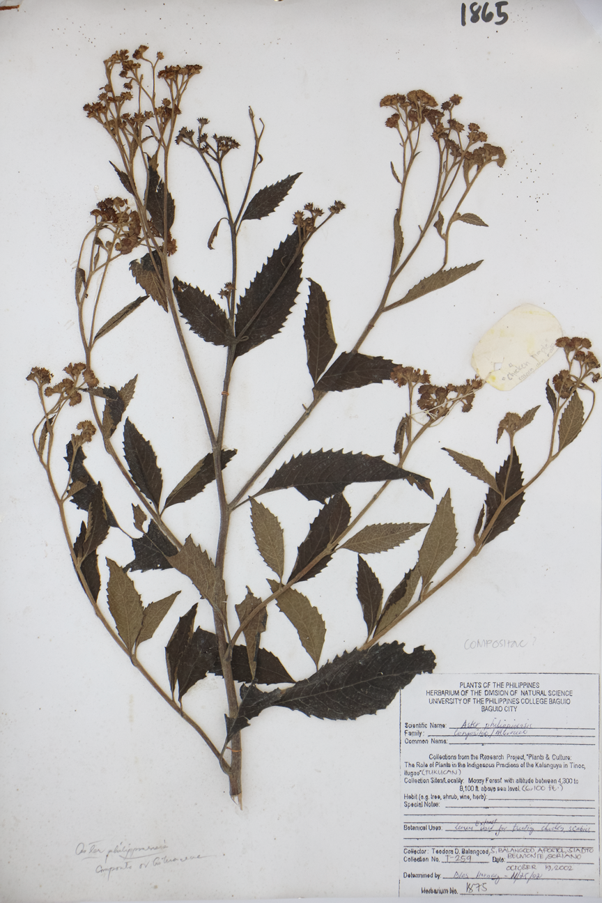 Image of Asteraceae Aster philippinensis