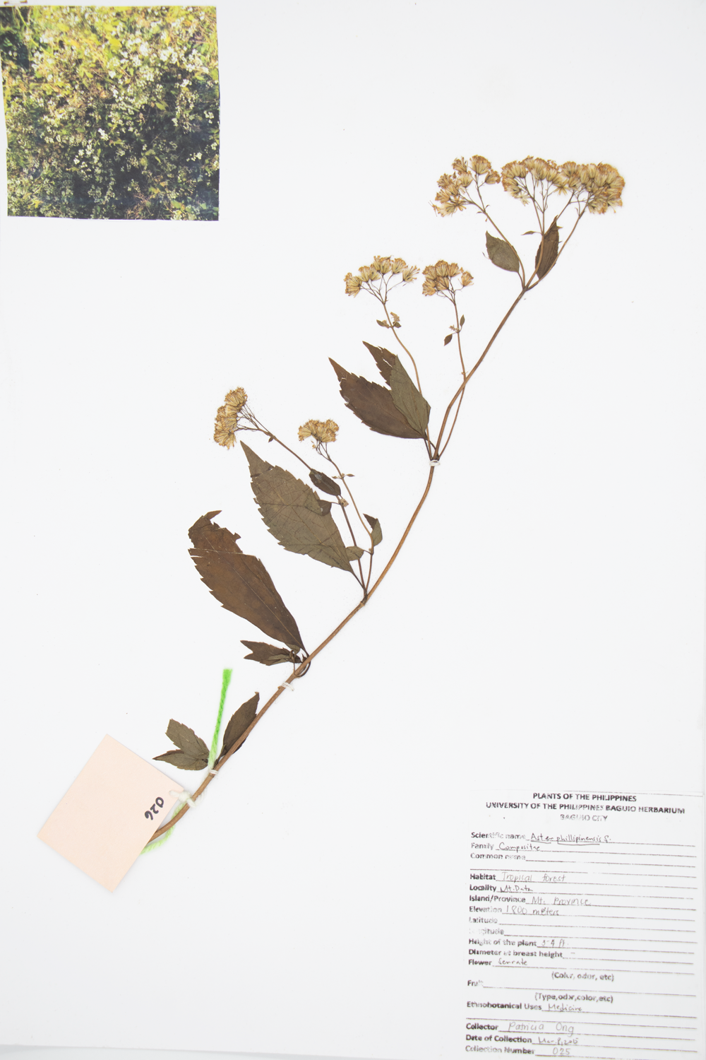 Image of Asteraceae Aster philippinensis