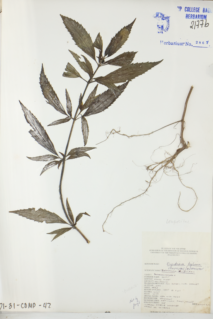 Image of Asteraceae Ayapana triplinervis