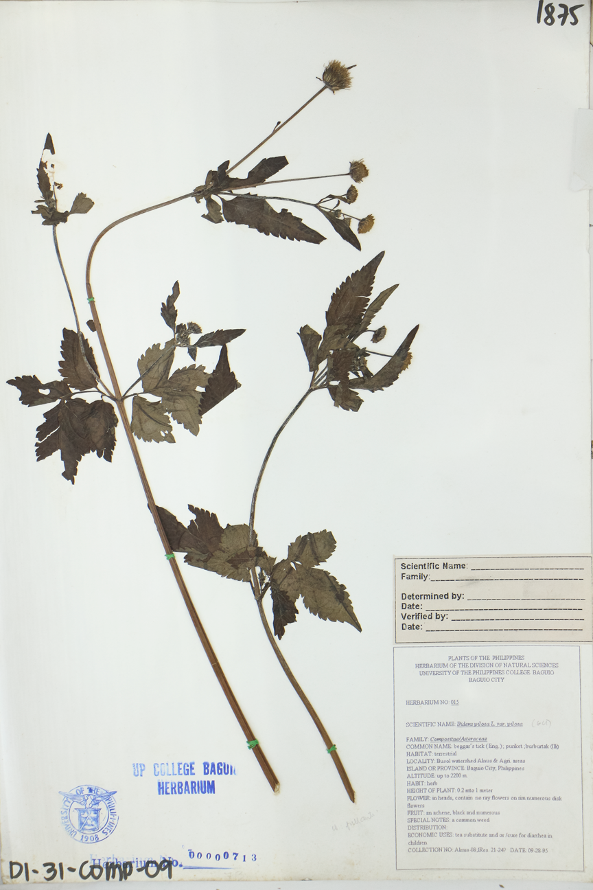 Image of Asteraceae Bidens pilosa