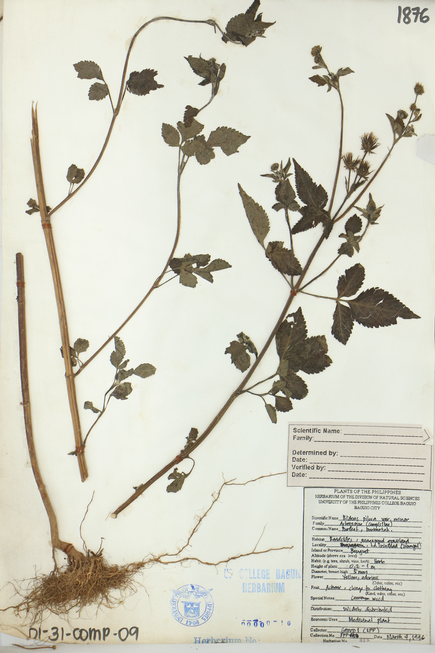 Image of Asteraceae Bidens pilosa