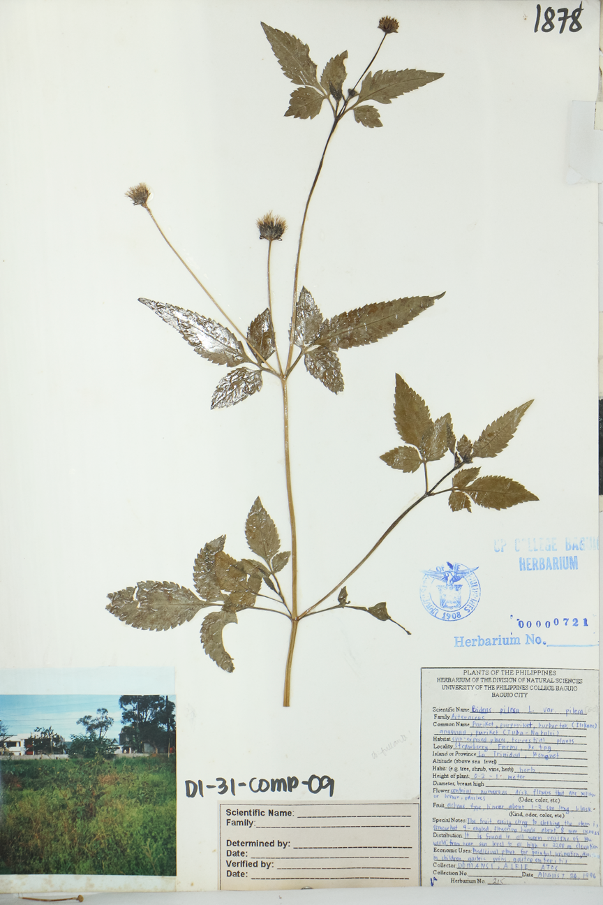 Image of Asteraceae Bidens pilosa