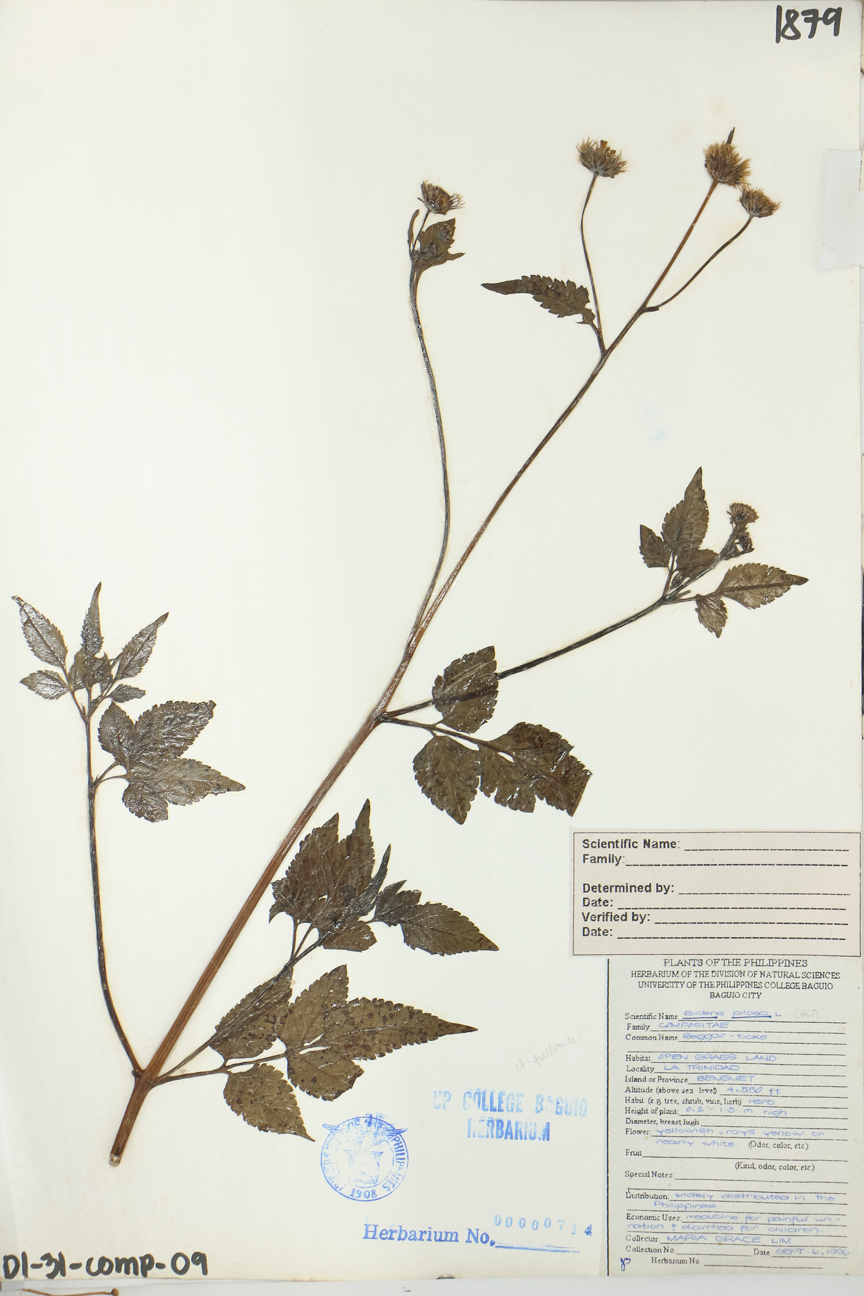 Image of Asteraceae Bidens pilosa