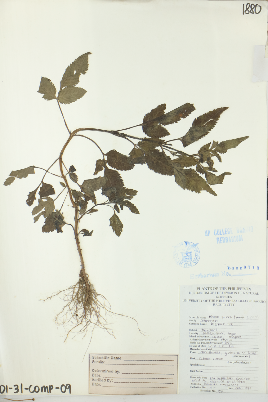 Image of Asteraceae Bidens pilosa