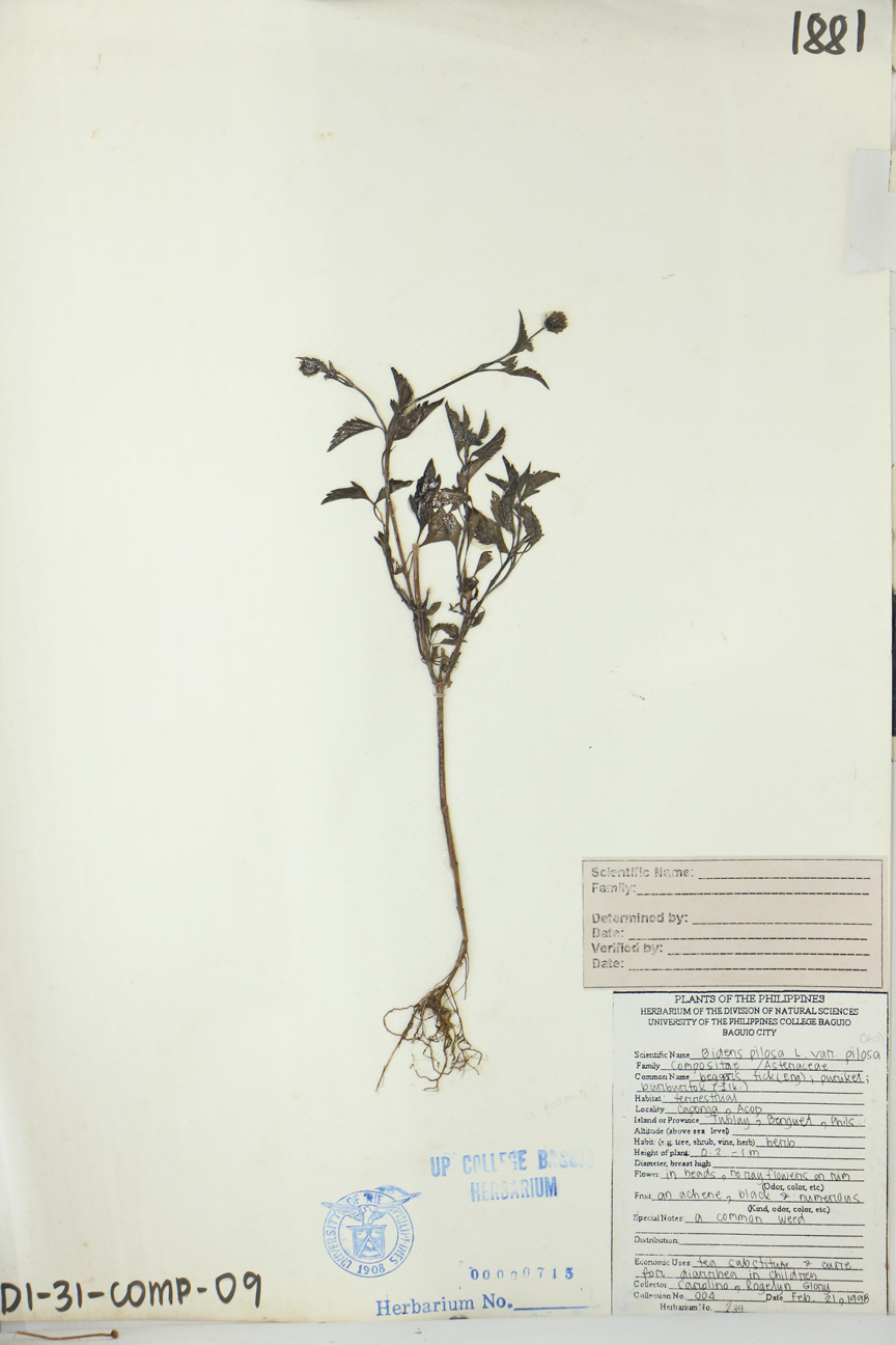 Image of Asteraceae Bidens pilosa