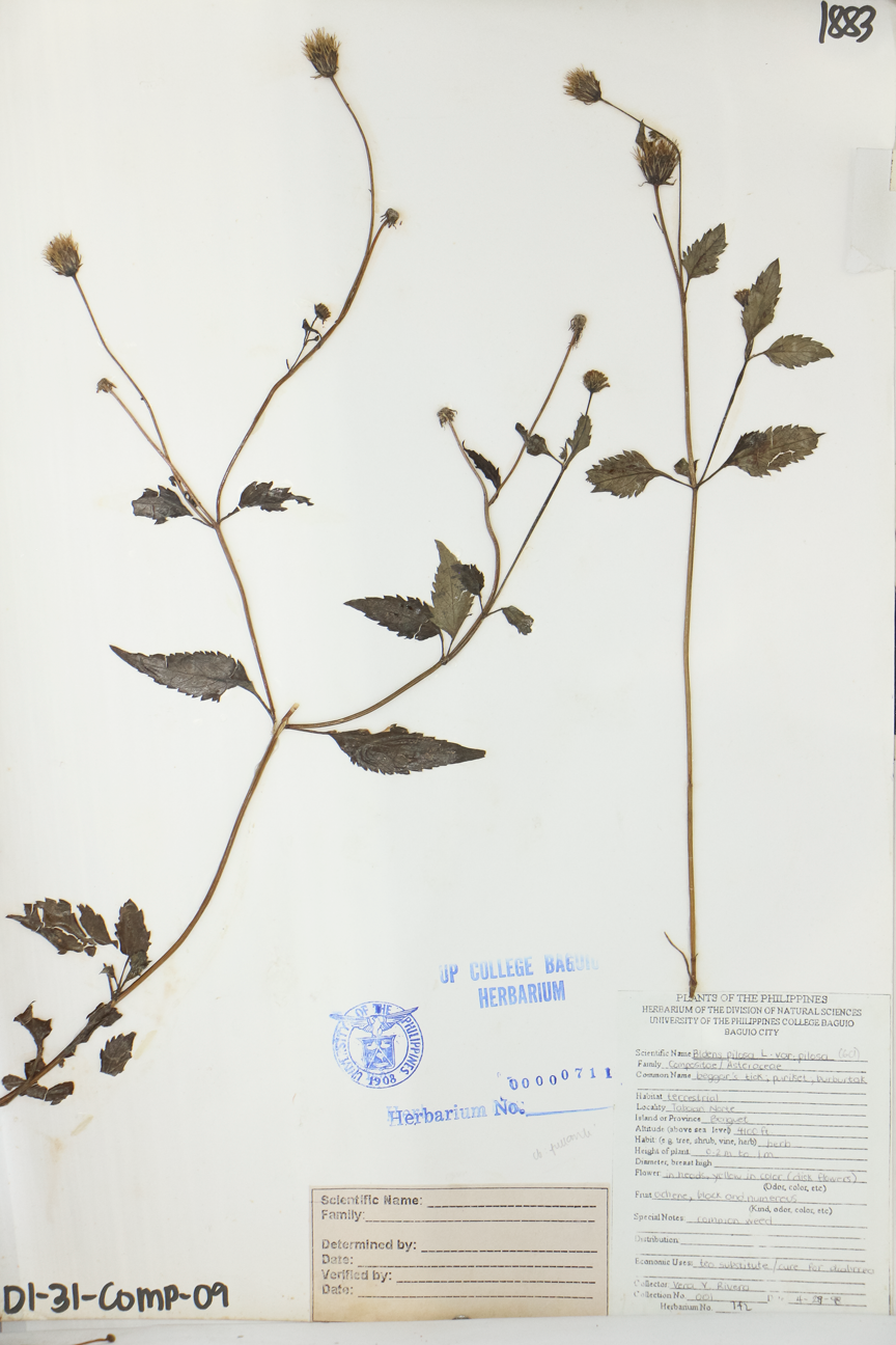 Image of Asteraceae Bidens pilosa