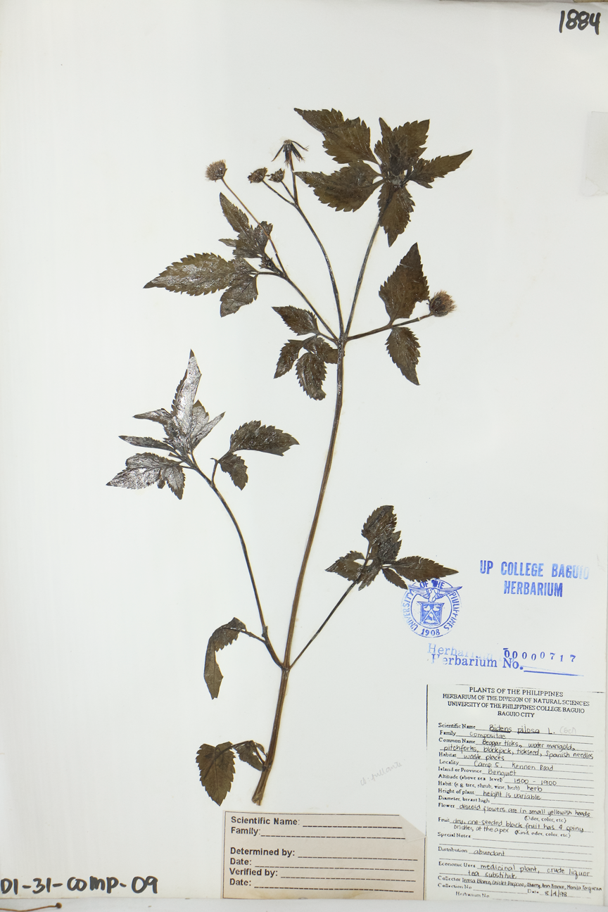 Image of Asteraceae Bidens pilosa