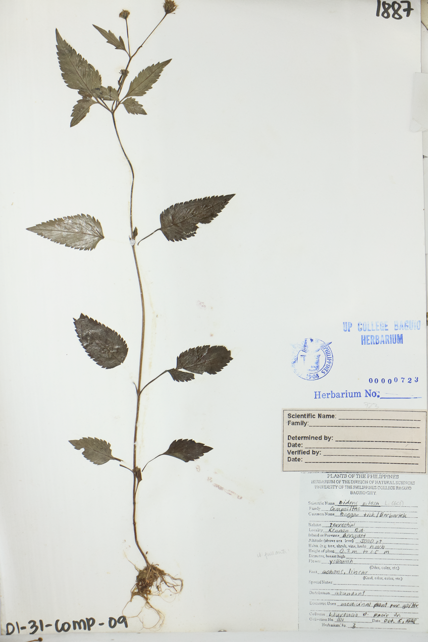 Image of Asteraceae Bidens pilosa