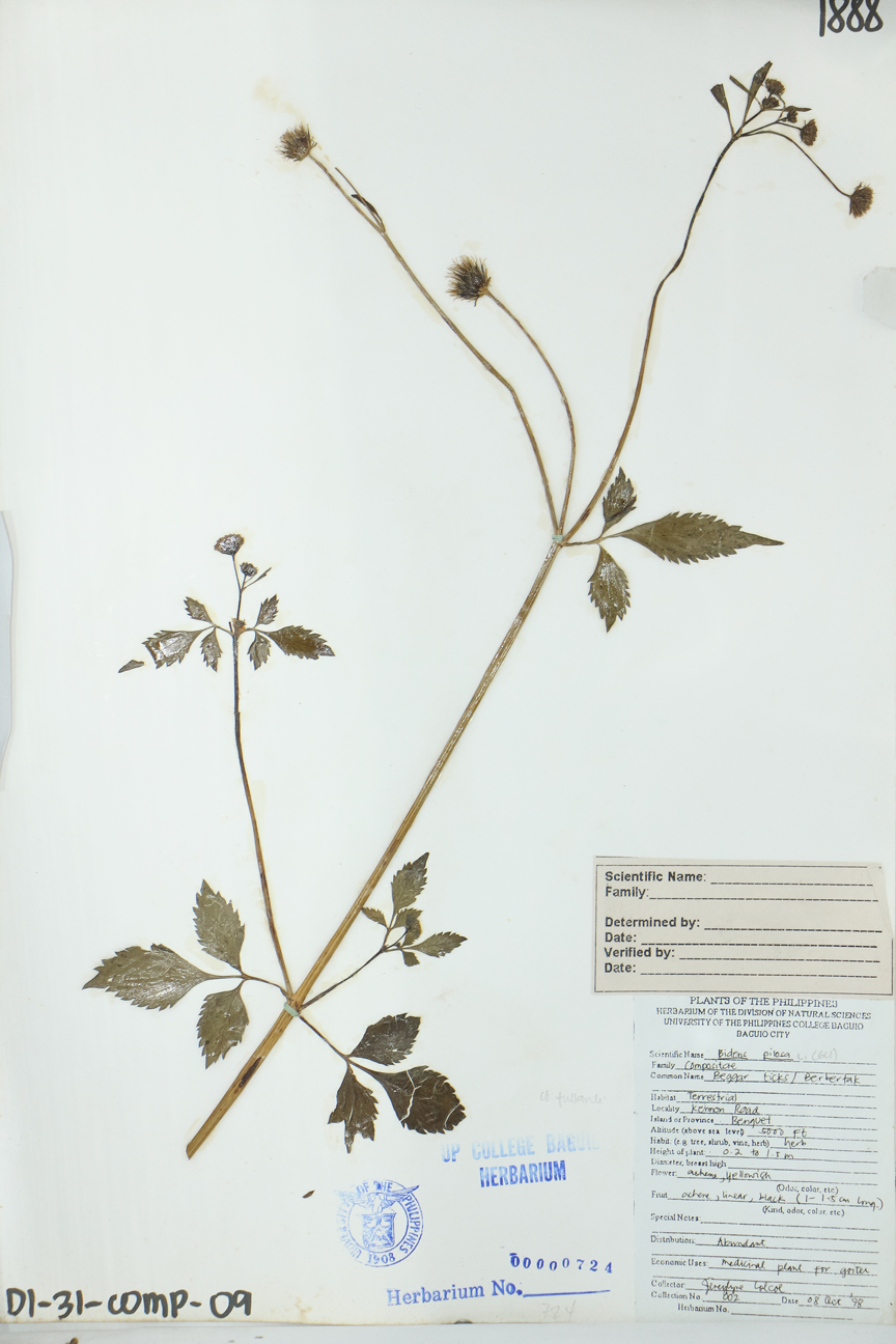 Image of Asteraceae Bidens pilosa