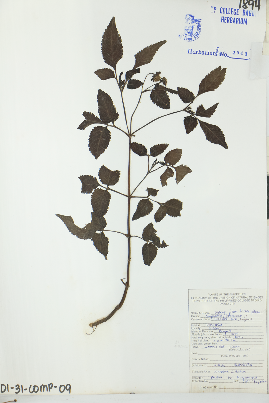 Image of Asteraceae Bidens pilosa