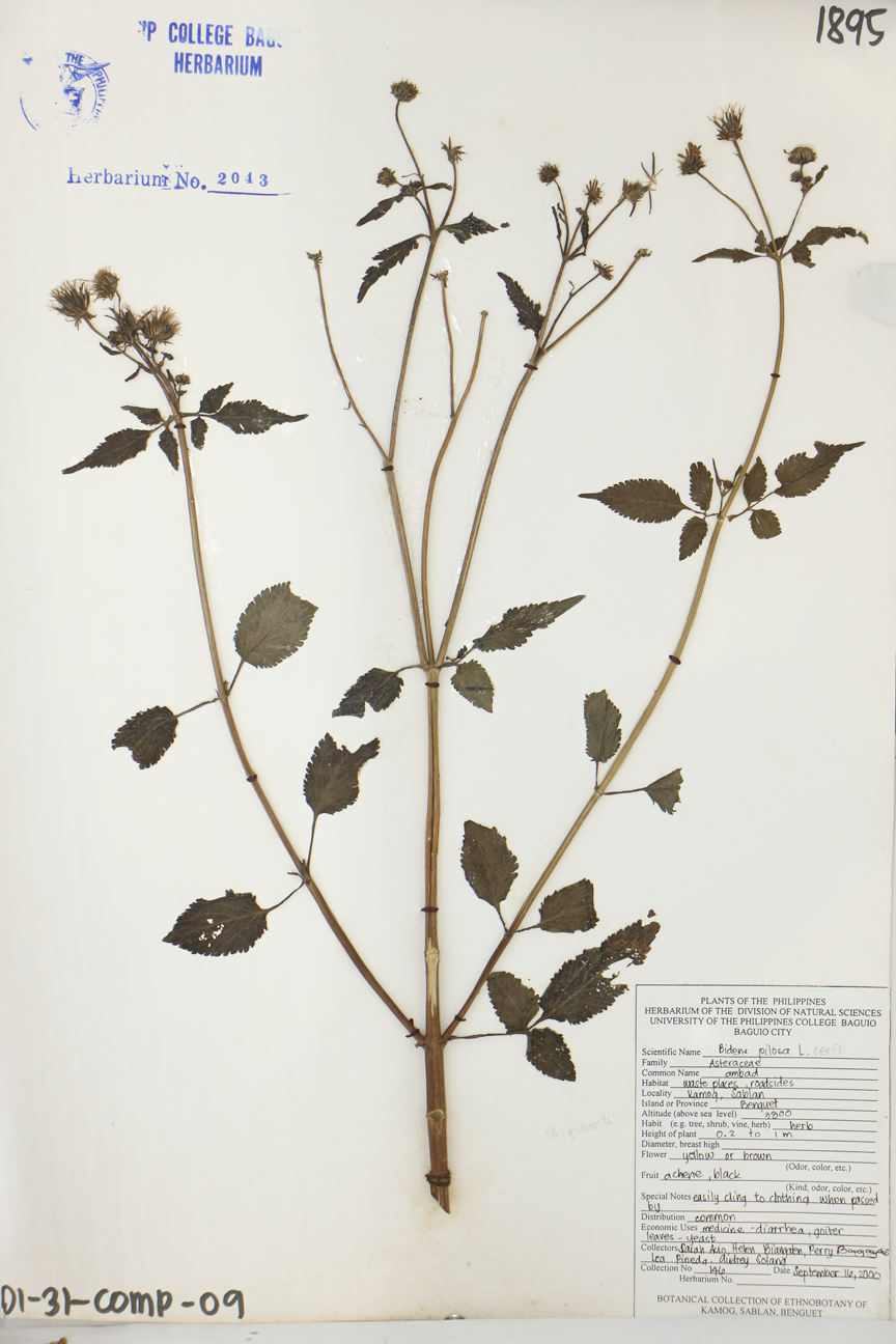 Image of Asteraceae Bidens pilosa