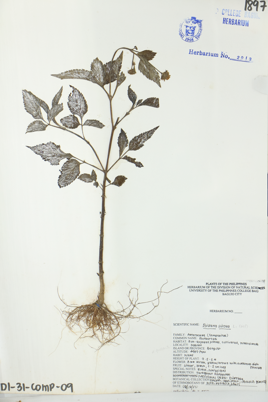 Image of Asteraceae Bidens pilosa