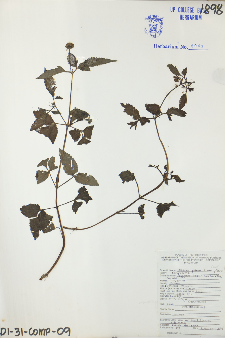 Image of Asteraceae Bidens pilosa