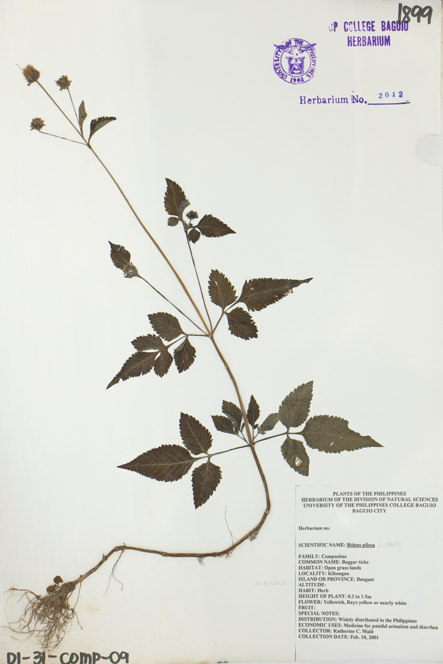 Image of Asteraceae Bidens pilosa