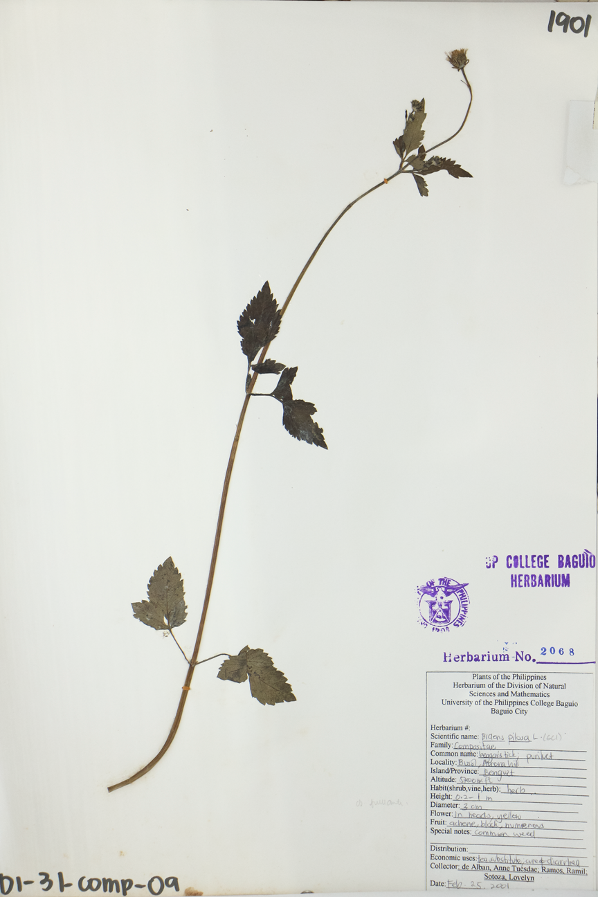 Image of Asteraceae Bidens pilosa